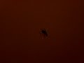 Spider!!!