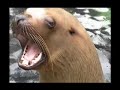 california-sea-lions-chewing-rocks.html