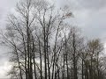 Wind, floods, and trumpeter swans...whatta ride!.wmv