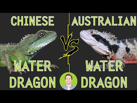 YouTube reptile video