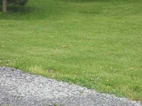 KILLDEER