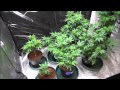 Medical Marijuana Cultivation Facility Tour