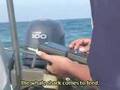 ProNatura Whale Shark Research