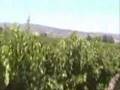 Travel-in-Napa-Calif