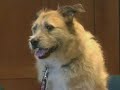 Wiggle Waggle Walk 2008