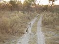 Wild dogs in botswana Wild dogs in botswana