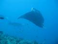 manta ray cleaning station part 3