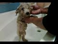 Toy poodle shower Toy poodle shower