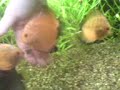 discus discus