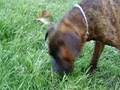 Balu, mi boxer 02
