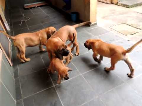 fila brasileiro