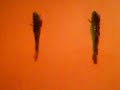 Peche