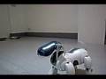 AIBO-Training