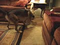 hijinks between canine pals