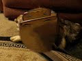 hijinks between canine pals