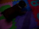EB pup vid (ddc8ed to Sir Ralph)