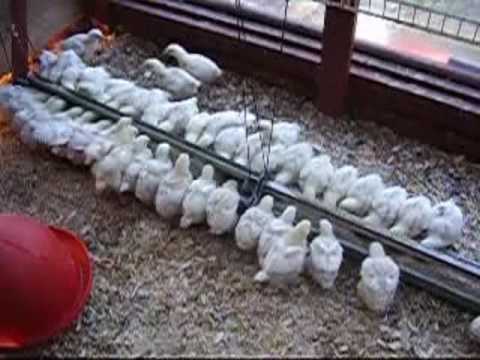 how to care broiler chicken