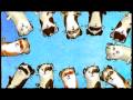 Animation: Ferret dance (A series of tubes)