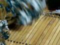 videos de Dusting and picking wool at Bartlettyarns