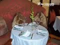 Crustacean Beverly Hills Restaurant - video by ABEMADI