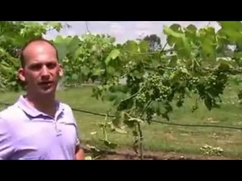 how to grow wine grapes