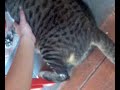 Scratch on the Cat - Z0020