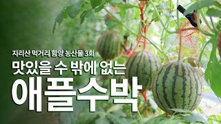 지리산 먹거리 함양 농산물 3회 애플수박