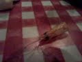 Shrimp Files Ep4