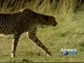 Matar ou Morrer - Guepardo Matar ou Morrer - Guepardo