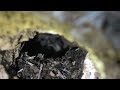 Hungry Kingfisher Chick In Burrow
