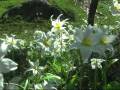 videos de On the Trail to Elk Cove
