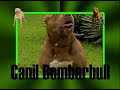 Pit bull...Bomberbull Kennel...