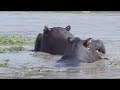 topi africa