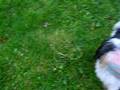 videos de duke playin around