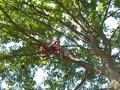 aerial rescue