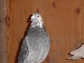my pigeons my pigeons