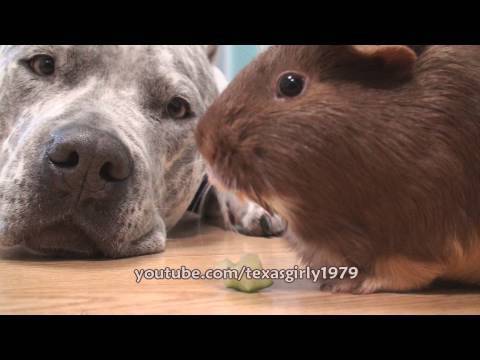 Pitbullpuppies Youtube on The Pit Bull And The Guinea Pig   Cute Videos   The Daily Cute