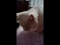 Click here to watch this video My cat Jenny