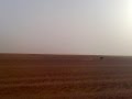 Saluki chasing Gazelleياهو يطرح الظبي السبوق