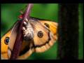 The Butterfly Movie: Flutter Serenade | Noisivision DVD