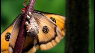The Butterfly Movie: "Flutter Serenade" | Noisivision DVD