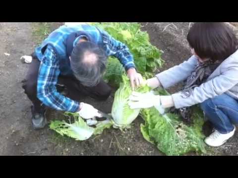 how to harvest napa cabbage