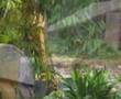 Malaysia Government Destroy Chinese Temple