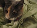 Mean Kitty!