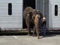 College Hunks Hauling Junk And The Elephant