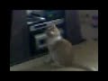 Katze