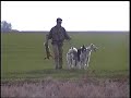 russian borzoi hunting 1 russian borzoi hunting 1