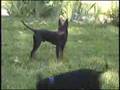 Manchester Terrier video