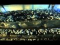 Видео - Выращивание грибов