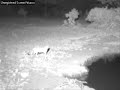 Lioness Goes After Hyena - Nkorho Water Hole Lioness Goes After Hyena - Nkorho Water Hole